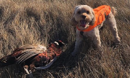 Getting Started With Upland Bird Hunting