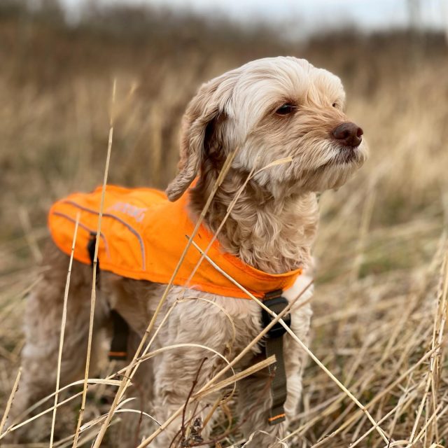 Hattie and I had a great time chasing some pheasants last weekend. 

I swear she just poses for pictures sometimes. She’s pretty epic!

#dogs #dogsofinstagram #dog #dogstagram #puppy #doglover #instadog #dogoftheday #doglovers #doglife #pets #love #puppylove #pet #puppies #cute #dogsofinsta #puppiesofinstagram #instagram #of #doggo #petsofinstagram #dogslife #animals #ilovemydog #petstagram #doglove #cutedogs #birddog #gundog